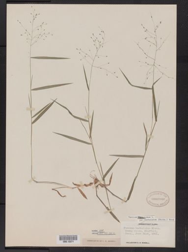 Panicum dichotomum