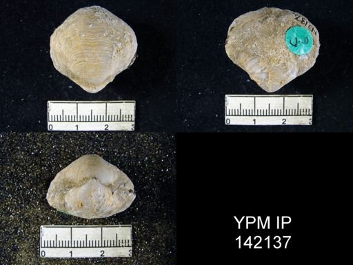 Athyris capillata