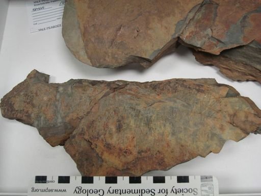 Aegirocassis?