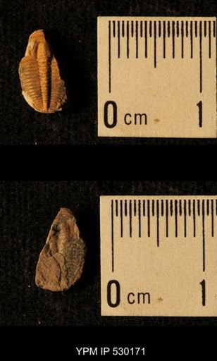 Elrathia kingi