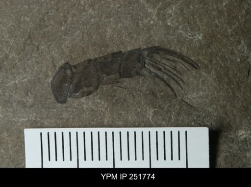 undet. Eurypterida