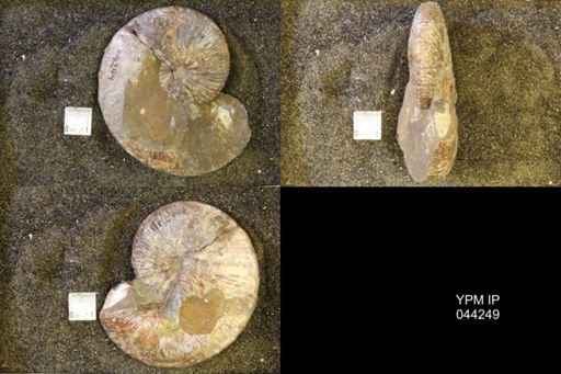 Hoploscaphites comprimus