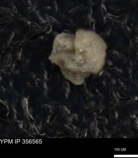 undet. Foraminiferida