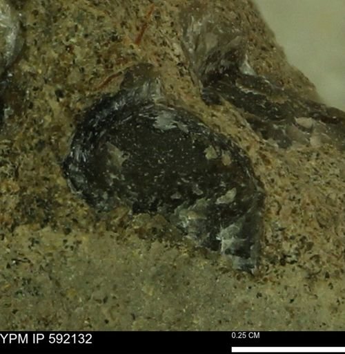 Ostrea sp.