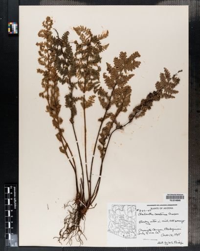 Cheilanthes