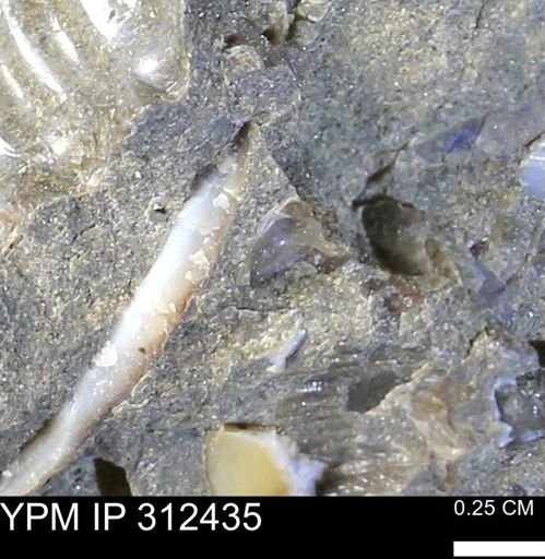 undet. Mollusca