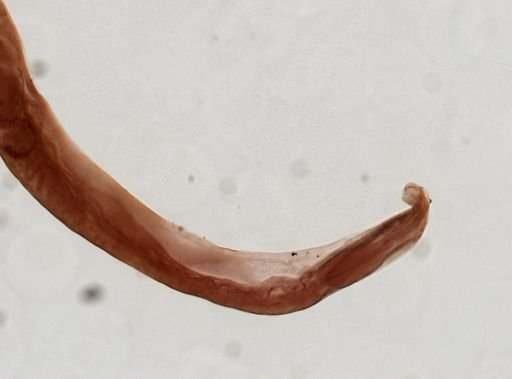 Necator americanus