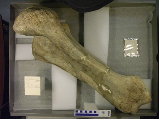 Proboscidea