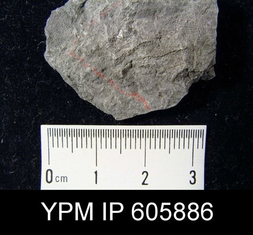 Marginifera wabashensis