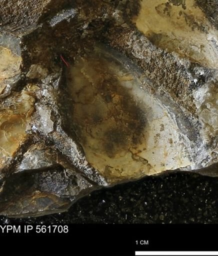 undet. Mollusca