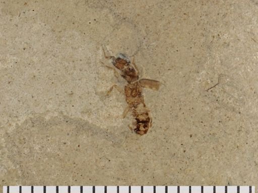 Staphylinidae