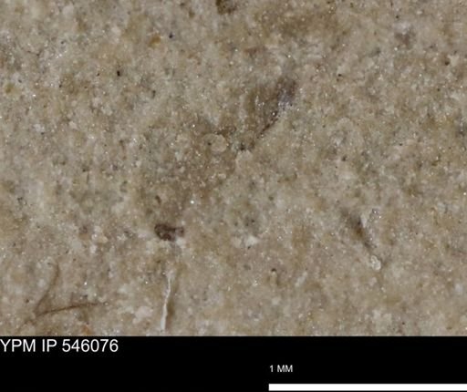 undet. Insecta