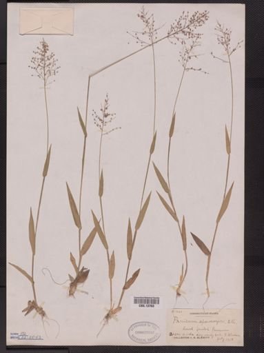 Panicum sphaerocarpon