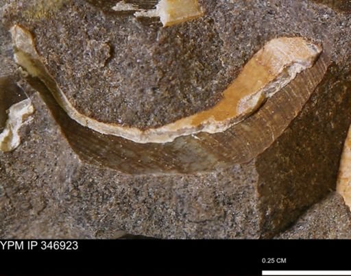 Limopsis striatopunctatus