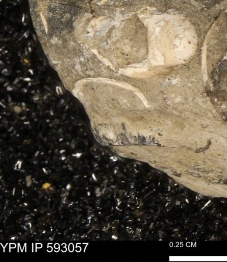 Inoceramus cuneatus