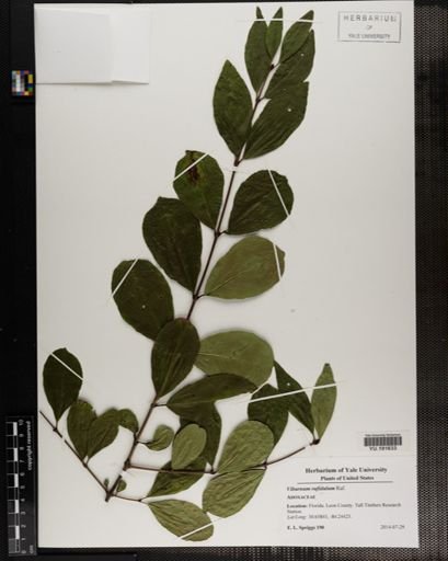 Plantae
