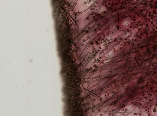 Geodia sp.