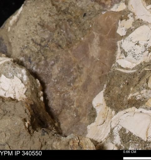 Ostrea glabra