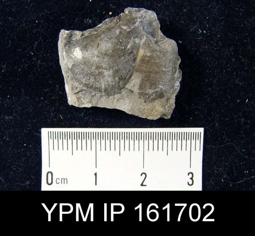Plectambonites glabra