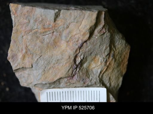 undet. Porifera
