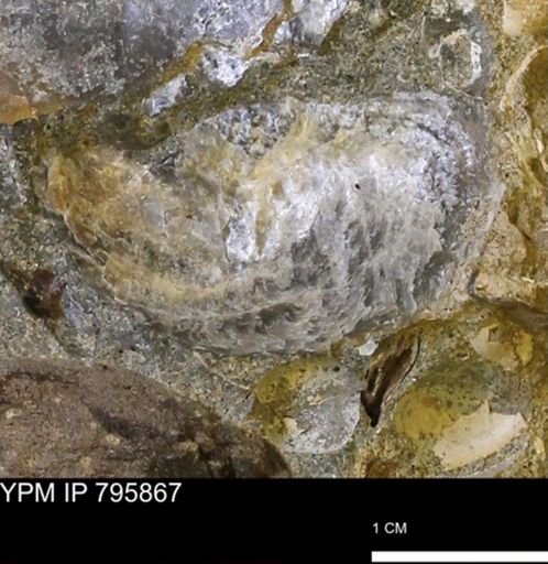 undet. Inoceramidae