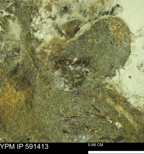 undet. Scaphitidae