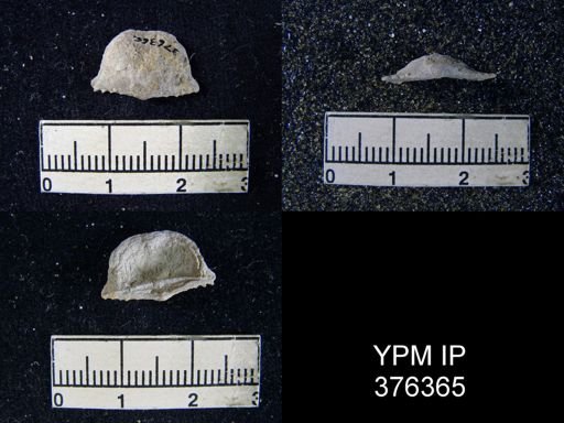 Chonetes granulifer stantonensis