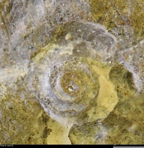 undet. Scaphitidae