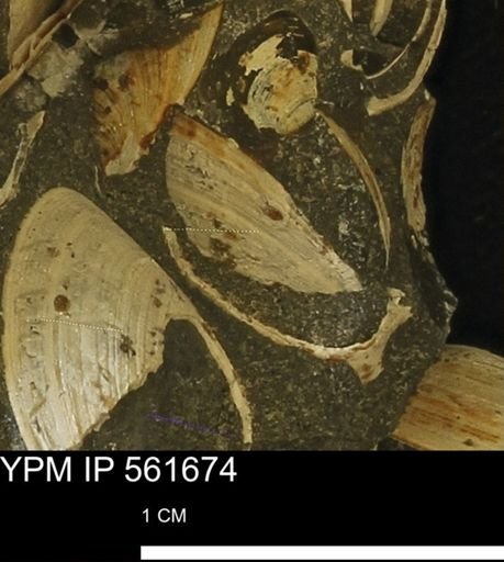 Limopsis sp.