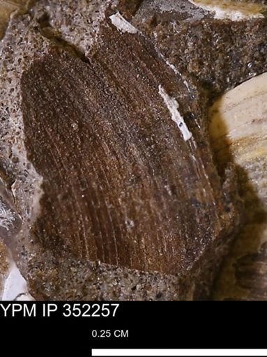 Limopsis striatopunctatus