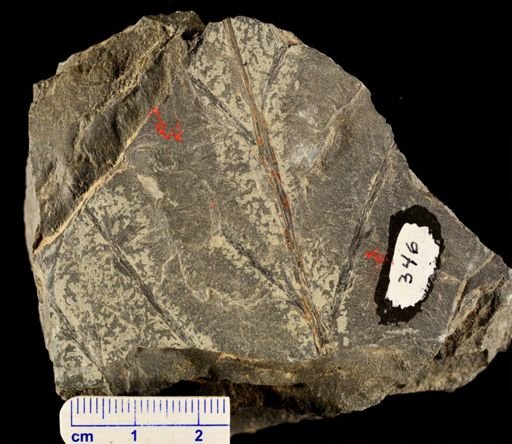 Archaeopteris sp.