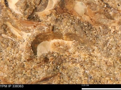 undet. Mollusca