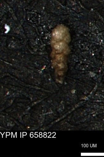 Verneuilinoides kansasensis