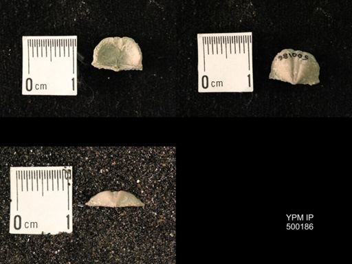 Mesolobus mesolobus decipiens