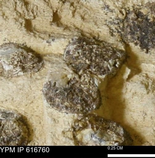 Teredo sp.