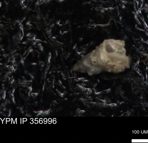 undet. Foraminiferida
