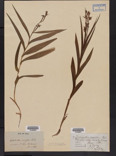 Cephalanthera