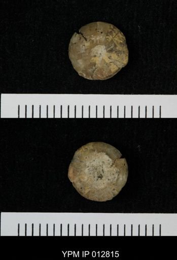 Ancylocidaris spenceri