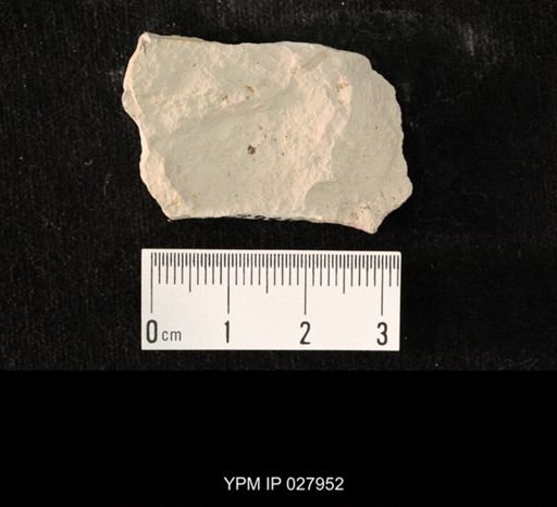 undet. Hexapoda