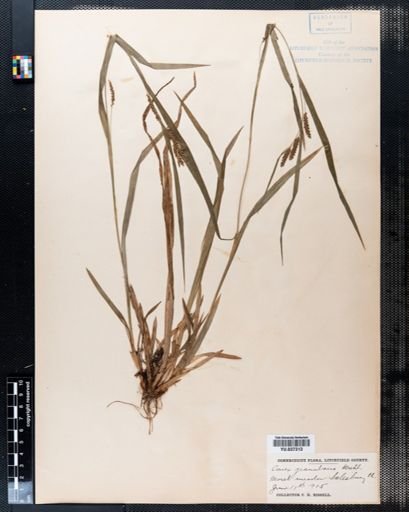 Carex granularis
