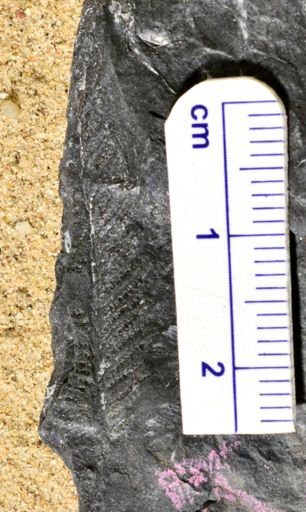 Pecopteris sp.