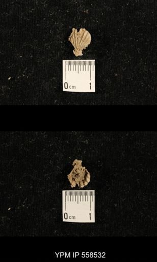 Punctospirifer sp.