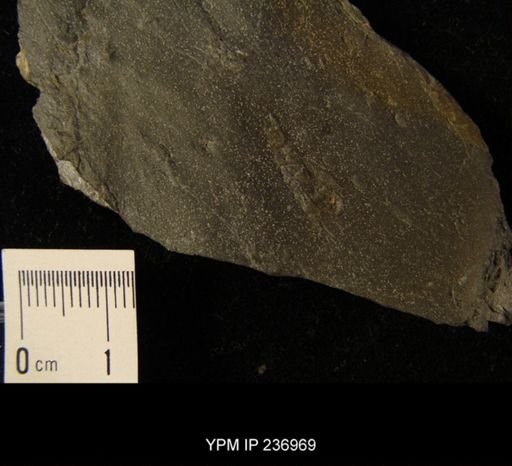 Tonganoxichnus buildexensis