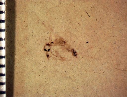 undet. Hymenoptera