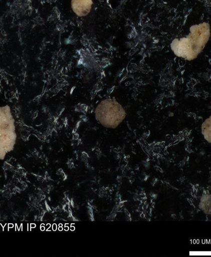 undet. Foraminiferida