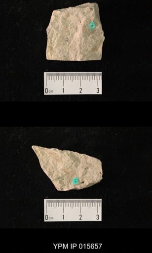 Paleuthygramma acuta