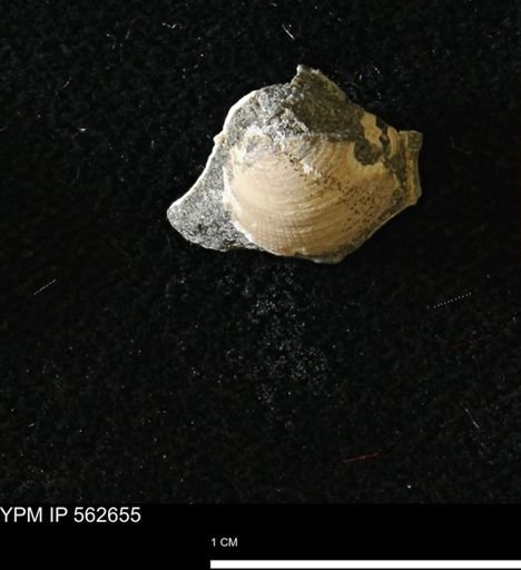 Limopsis striatopunctatus