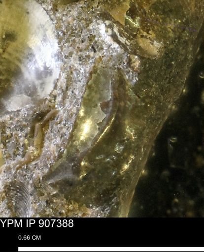 undet. Scaphitidae