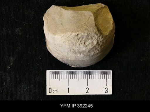 undet. Ammonoidea