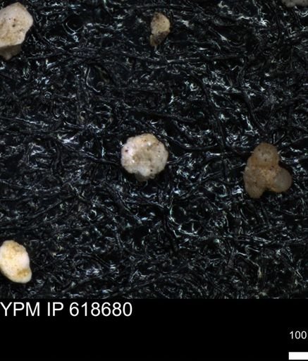 undet. Foraminiferida